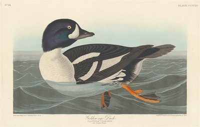 Golden-eye Duck by John James Audubon